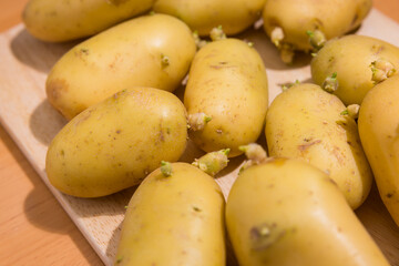 Yellow potatoes with fresh green sprouts growing