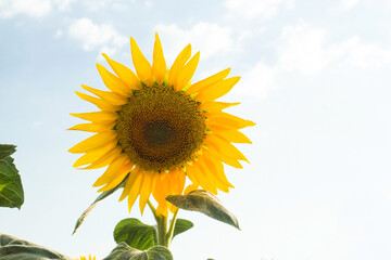 Obraz premium A ripening sunflower photographed against the sky