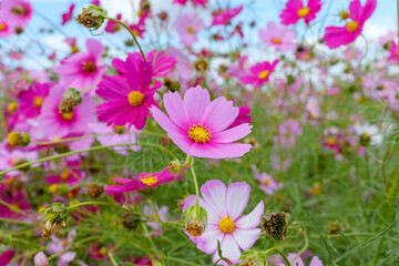 秋空の下に咲くピンクのコスモス畑
