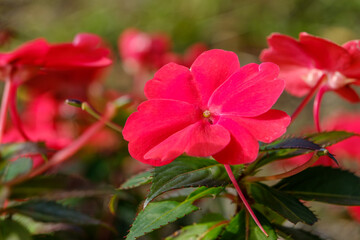 インパチェンスの赤い花