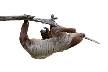 Cute two-toed sloth hanging on tree branch isolated on transparent background png file  © Passakorn