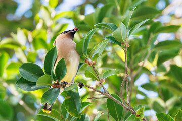 Cedar waxwings (Bombycilla cedrorum)  in Osprey, Florida