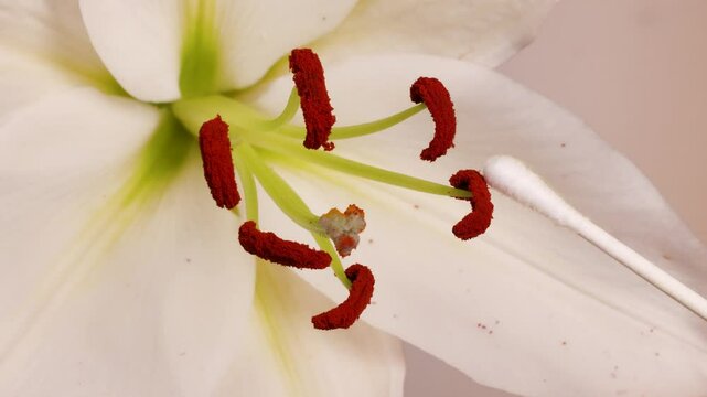 Close-Up of Lily Flower Pollination Process
