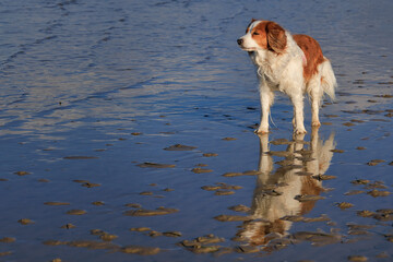 nederlandse kooikerhondje dog standing in water