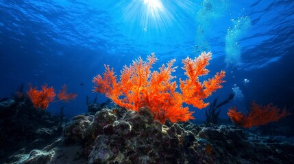 Obraz premium Vibrant Underwater Coral Reef Scene Sunlit Ocean Sea Life Marine Biology