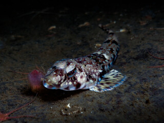 Dragonet from Oslo fjord