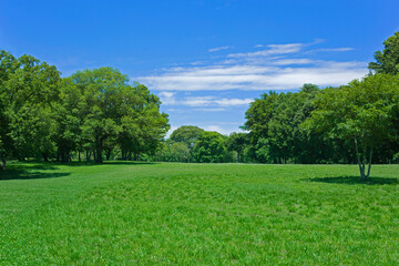 緑の公園