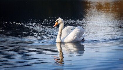 Naklejka premium swan on the water