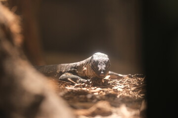 Monitor Lizard at the Hamilton Zoo, New Zealand, 2023