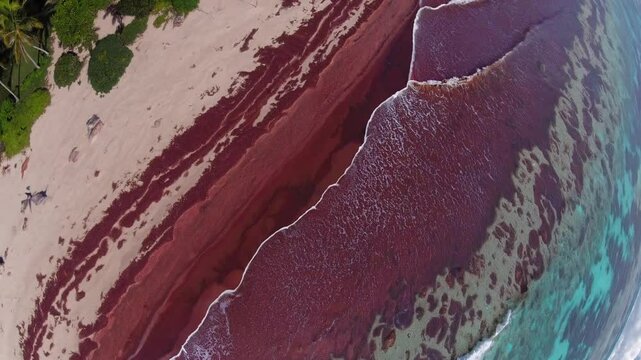 Stunning aerial view of red algae coastline with tropical beach and turquoise ocean waters