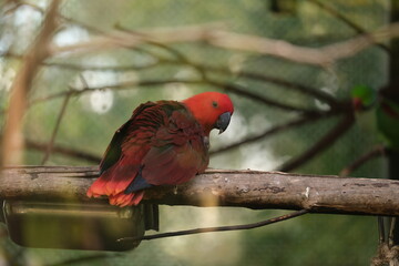 Red Parrot, Hamilton Zoo, New Zealand, 2023