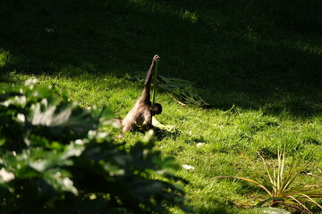 Spider Monkey, Hamilton Zoo, New Zealand 2023