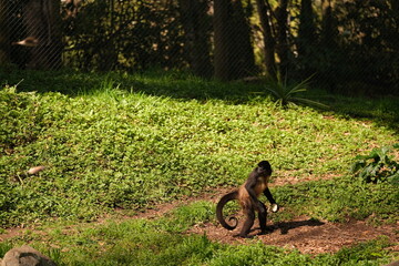 Spider Monkey, Hamilton Zoo, New Zealand 2023