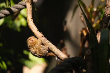 Pygmy Marmoset, Hamilton Zoo, New Zealand 2023