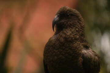 Kea, Hamilton Zoo, New Zealand 2023