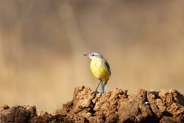 western yellow wagtail