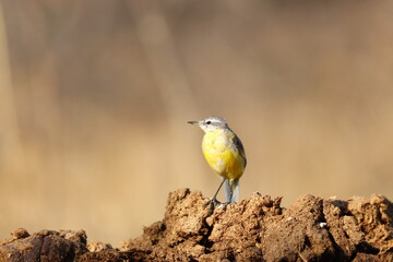 western yellow wagtail