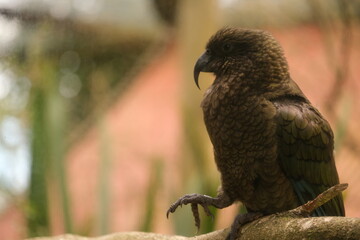 Kea, Hamilton Zoo, New Zealand 2023