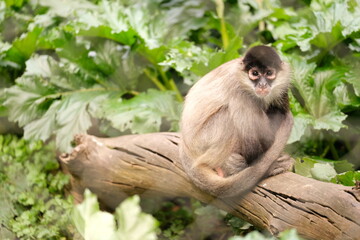 Spider Monkey, Hamilton Zoo, New Zealand 2023
