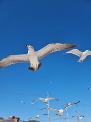Seagulls in Flight Against Clear Blue Sky
