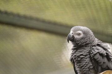 Grey Parrot, Hamilton Zoo, New Zealand 2023