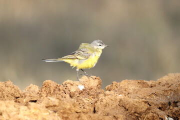 western yellow wagtail