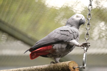 Obraz premium Grey Parrot, Hamilton Zoo, New Zealand 2023