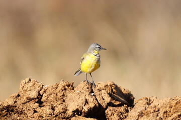 western yellow wagtail