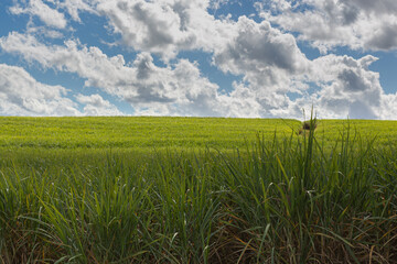A field of sugar cane