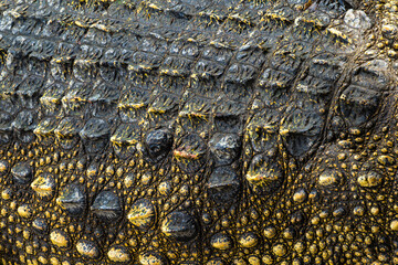 Background: Crocodile skin is dark black. The pattern on the crocodile skin is sharp and highly...