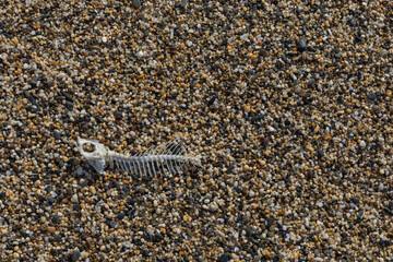 Fish skeleton on a pebble beach