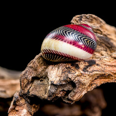 Colorful Nerite Shell on Driftwood