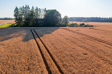 Aerial View of Golden Wheat Field with Tractor Tracks and Island of Trees. Summer Rural Landscape...