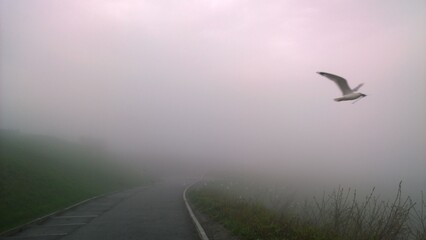 a path in mist and a flying bird