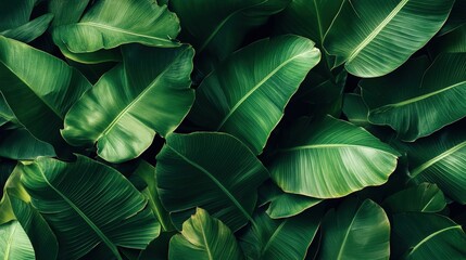 Lush, overlapping banana leaves create a vibrant, textured green tapestry
