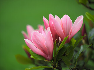 Obraz premium pink magnolia flowers