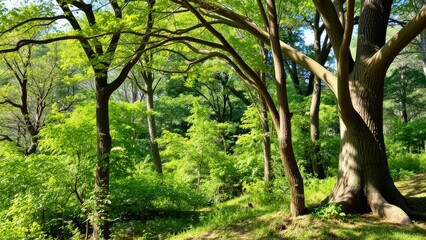 Obraz premium Green and lush forest secret realm