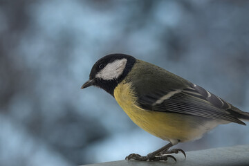 A really close shot of a great tit bird