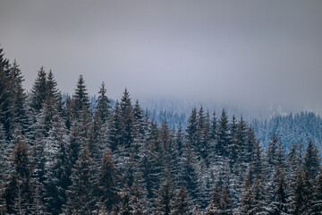 winter landscape with fog