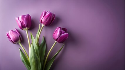 Fototapeta premium A delightful bouquet of purple tulips arranged artfully against a rich, deep purple background, creating a sophisticated and elegant visual