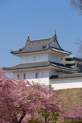 Fototapeta premium 宇都宮城址公園の河津桜（栃木県宇都宮市、3月撮影）