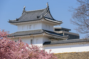 Fototapeta premium 宇都宮城址公園の河津桜（栃木県宇都宮市、3月撮影）