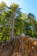 tree in the woods