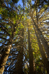 Fototapeta premium sunpath in the forest