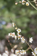In early spring, white plum blossoms bloom. warm sunshine - prunus mume