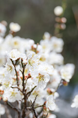 In early spring, white plum blossoms bloom. warm sunshine - prunus mume