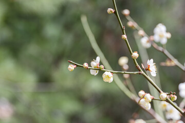 In early spring, white plum blossoms bloom. warm sunshine - prunus mume