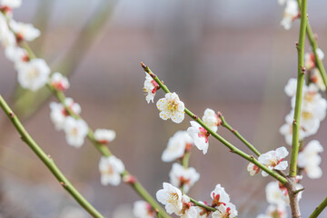 In early spring, white plum blossoms bloom. warm sunshine - prunus mume