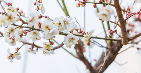 In early spring, white plum blossoms bloom. prunus mume