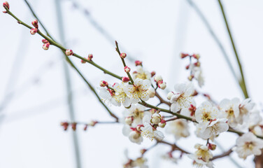 In early spring, white plum blossoms bloom. prunus mume